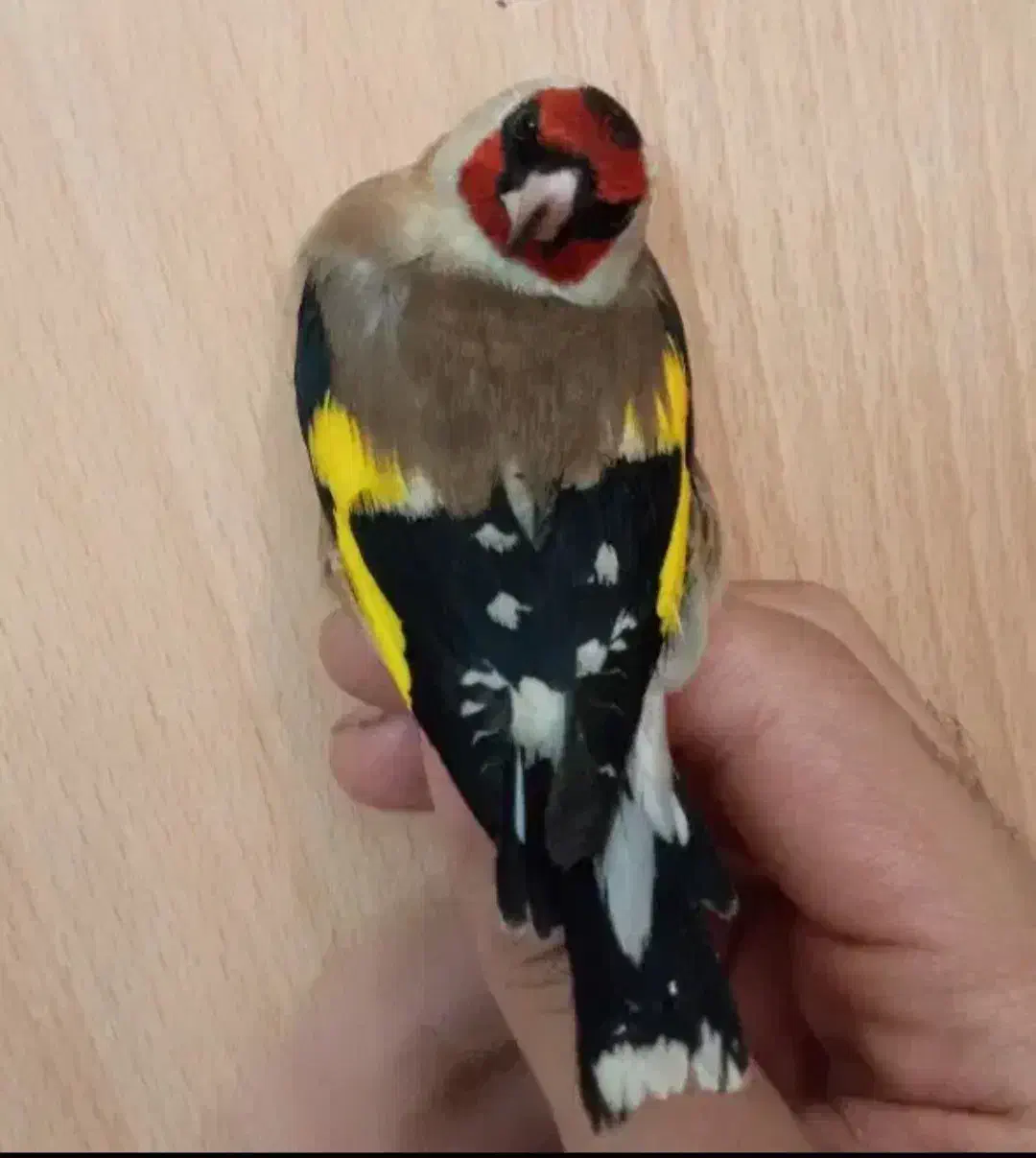 سهره صحرایی درجه یک نر|پرنده|همدان, |دیوار