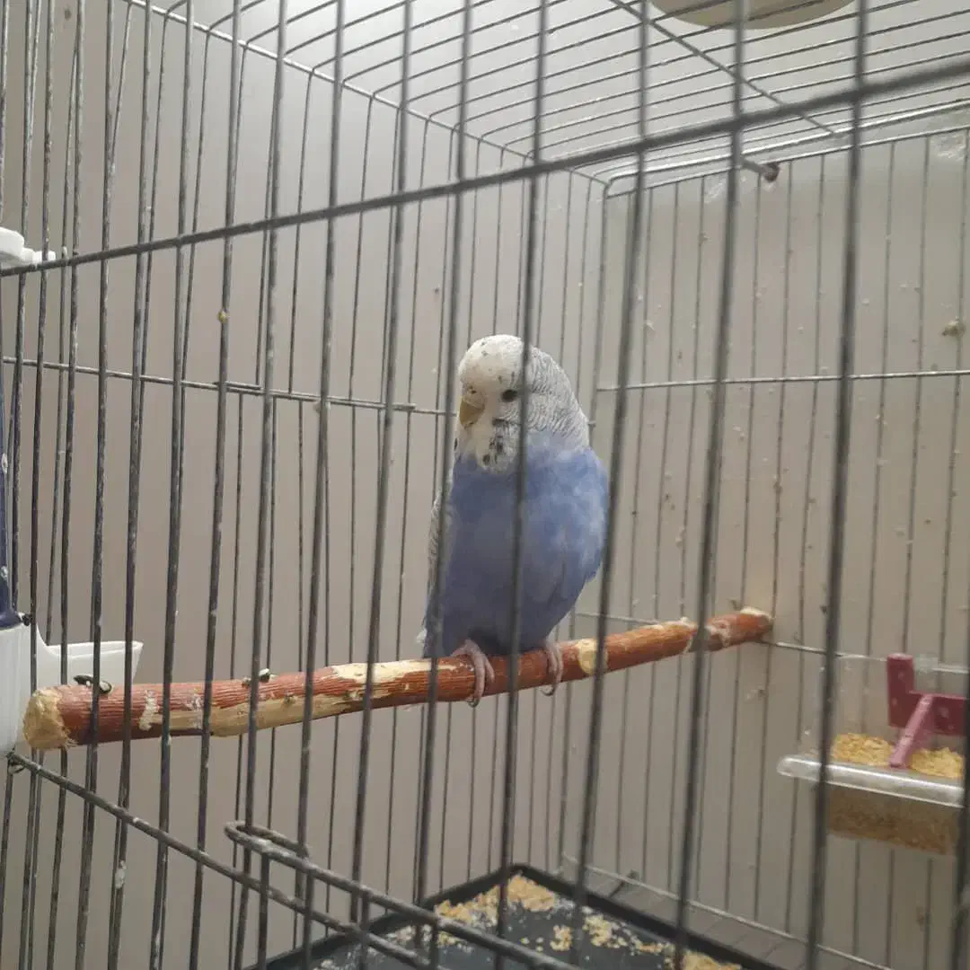 مرغ عشق انگلیسی رنگ سفید ابی|پرنده|تهران, خانی‌آباد|دیوار