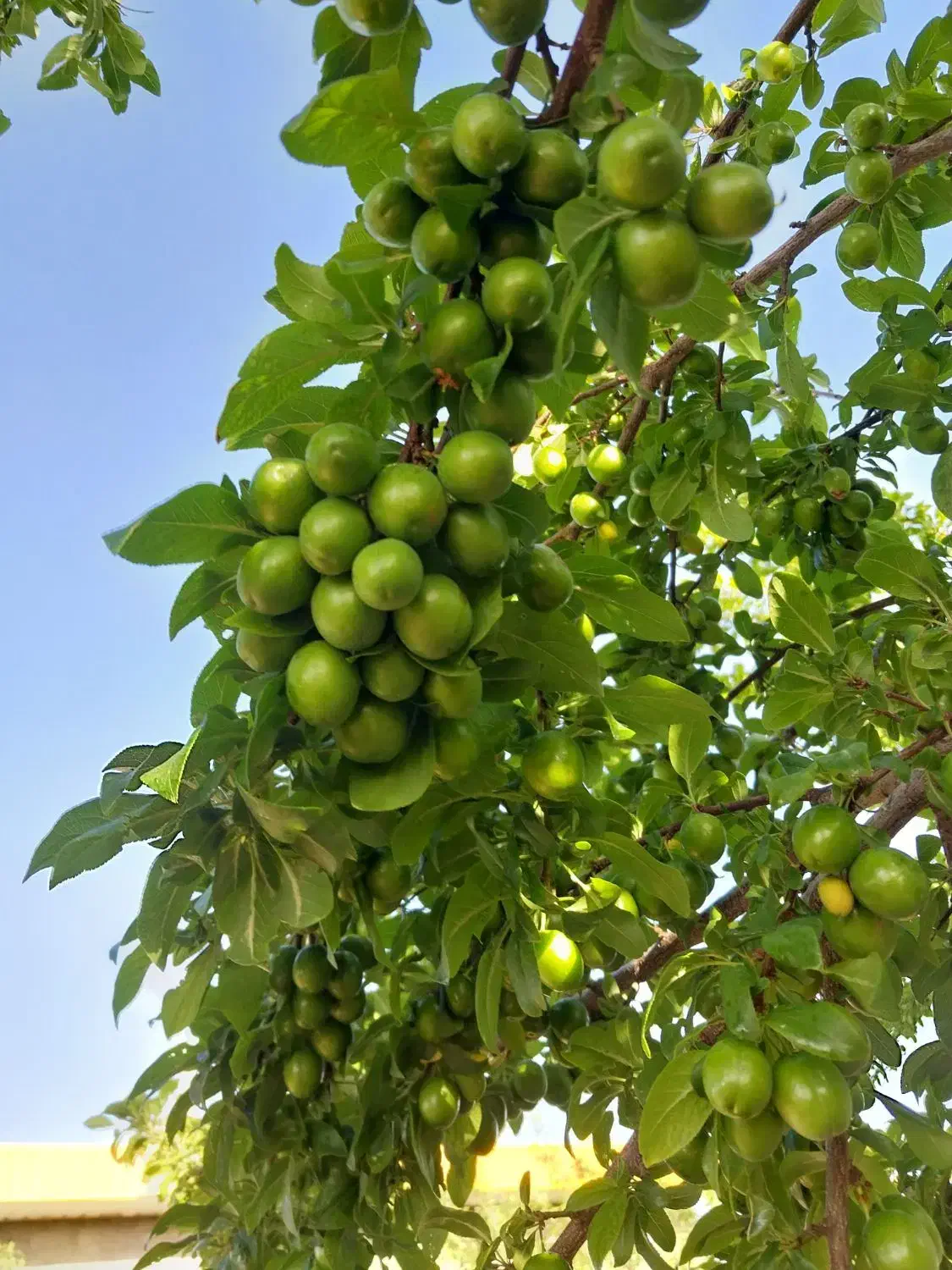 زمین مناسب گلخانه|فروش دفتر صنعتی، کشاورزی، تجاری|اراک, |دیوار