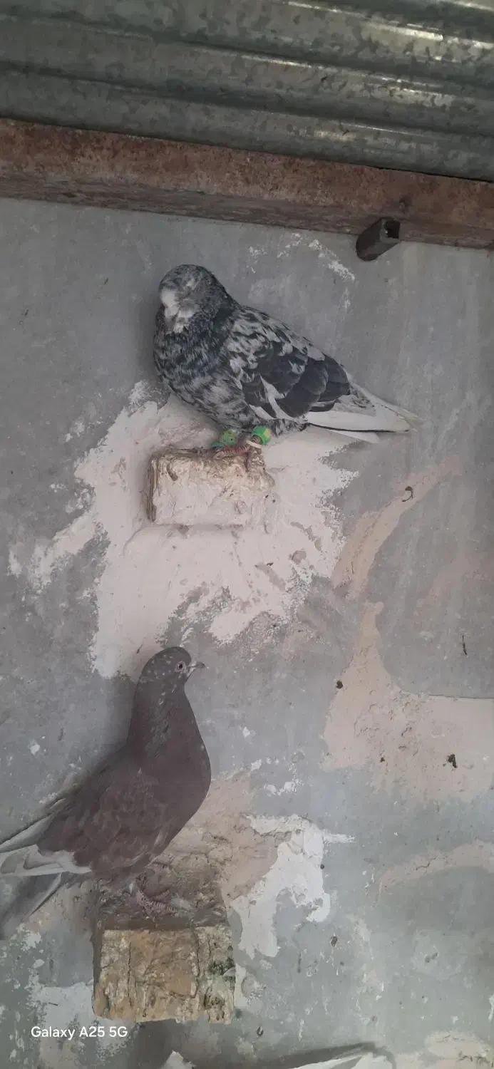 سرور دم سفید|پرنده|شیراز, برمشور علیا|دیوار