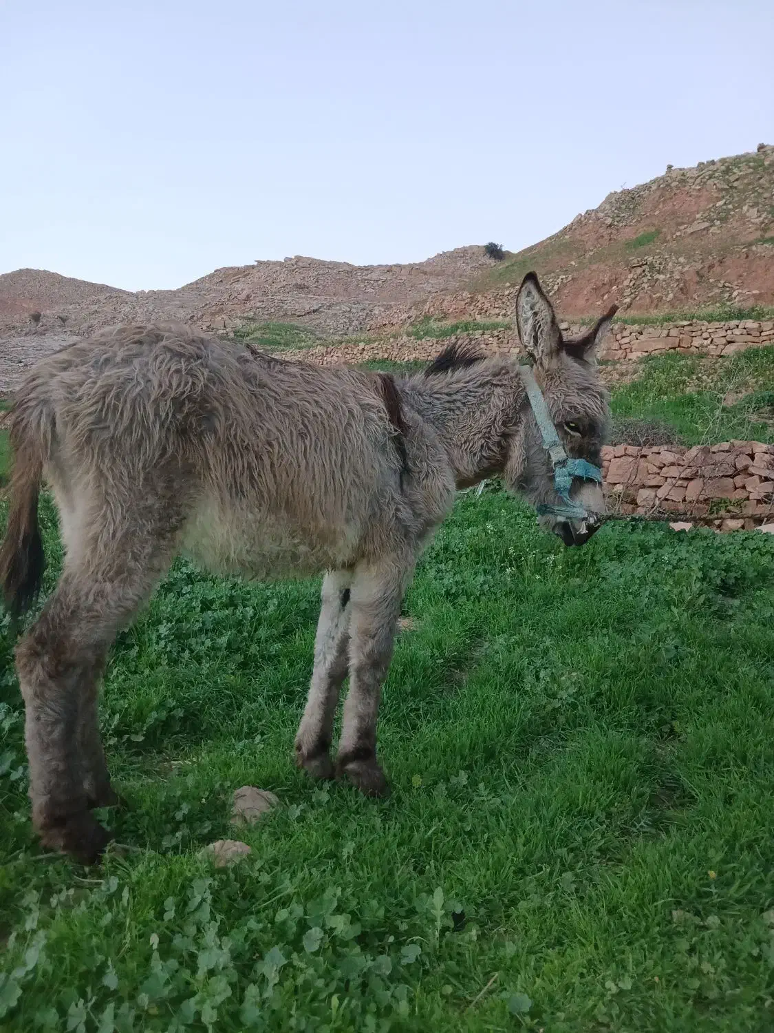 الاغ قودو نر|حیوانات مزرعه|مسجد سلیمان, |دیوار