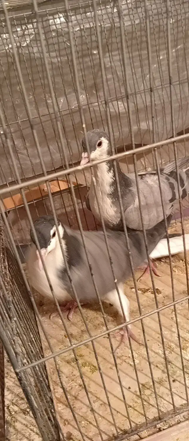 خوشرنگ|پرنده|شهرضا, |دیوار