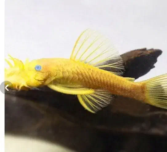 ۲عدد پوزه بوته ای باله کوتاه|ماهی|پرند, فاز ۵|دیوار