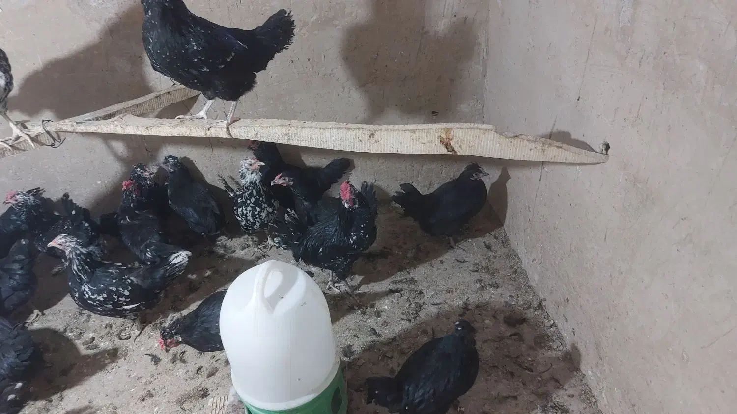 تخم مرغ وجوجه مرغ|حیوانات مزرعه|قم, بیانی|دیوار