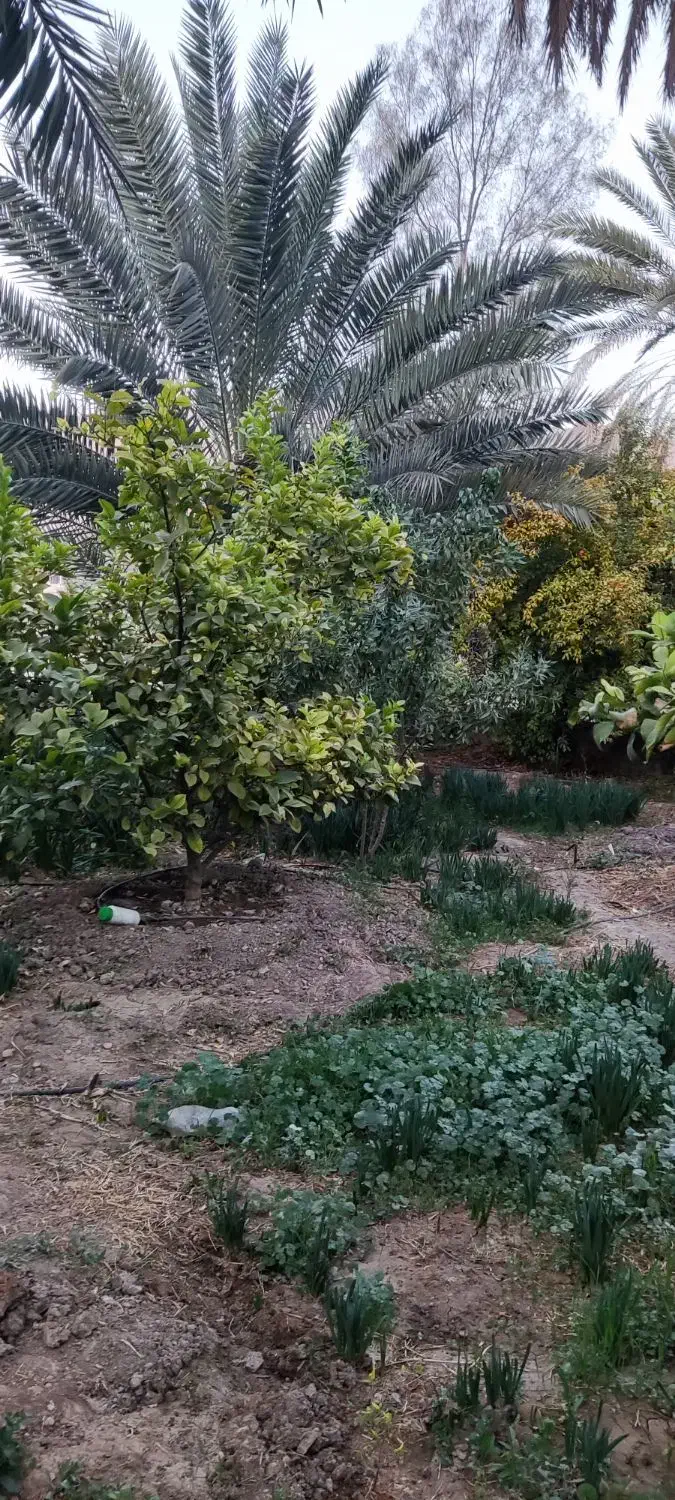 باغچه 425متر خفر|فروش زمین و ملک کلنگی|شیراز, شهرک گلها|دیوار