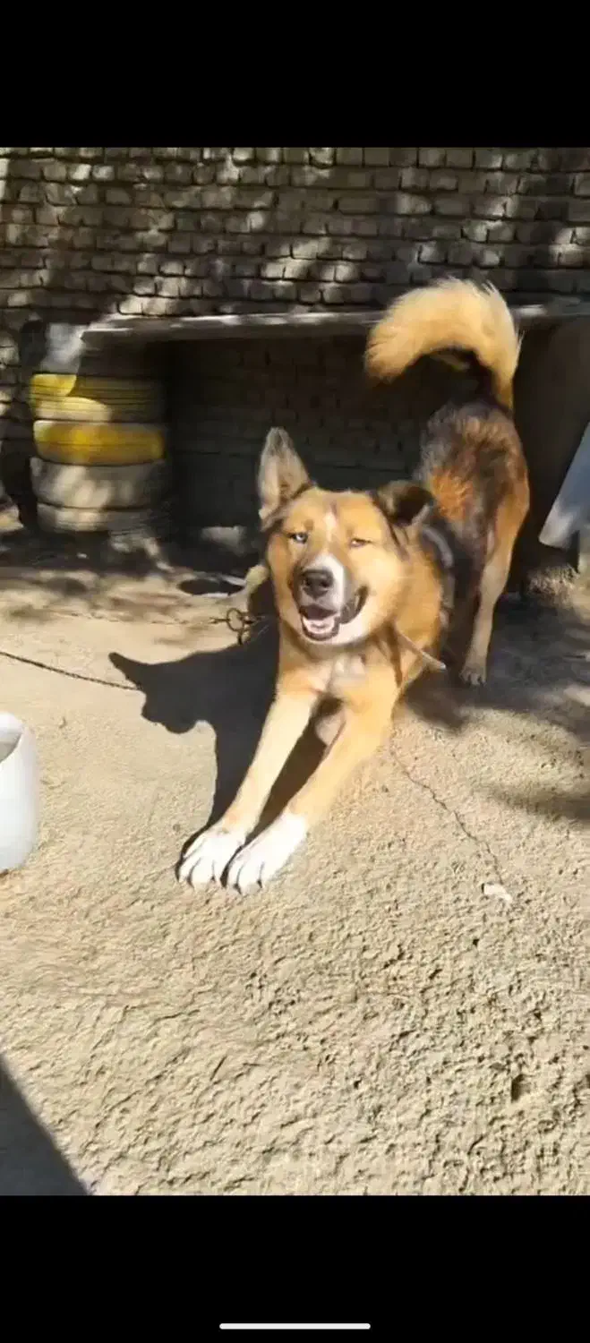 سگ مالینویز|سگ|گرگان, |دیوار