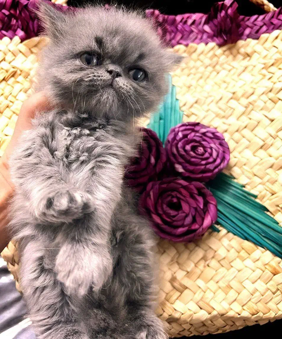 واگذاری گربه|گربه|اصفهان, باغ زرشک|دیوار