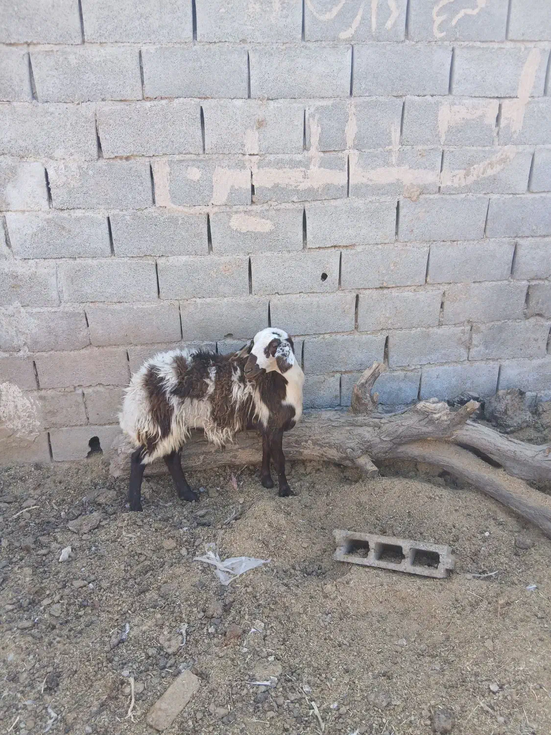 بره ماده پلنگی انتیک لخت فریمان|حیوانات مزرعه|مشهد, آبکوه|دیوار