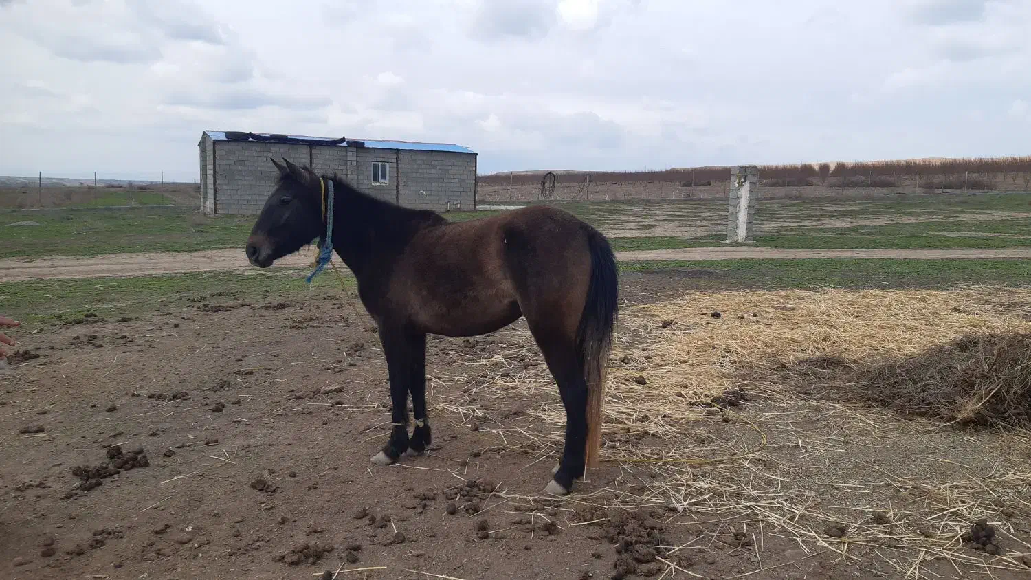 اسب|اسب و تجهیزات اسبسواری|اردبیل, |دیوار