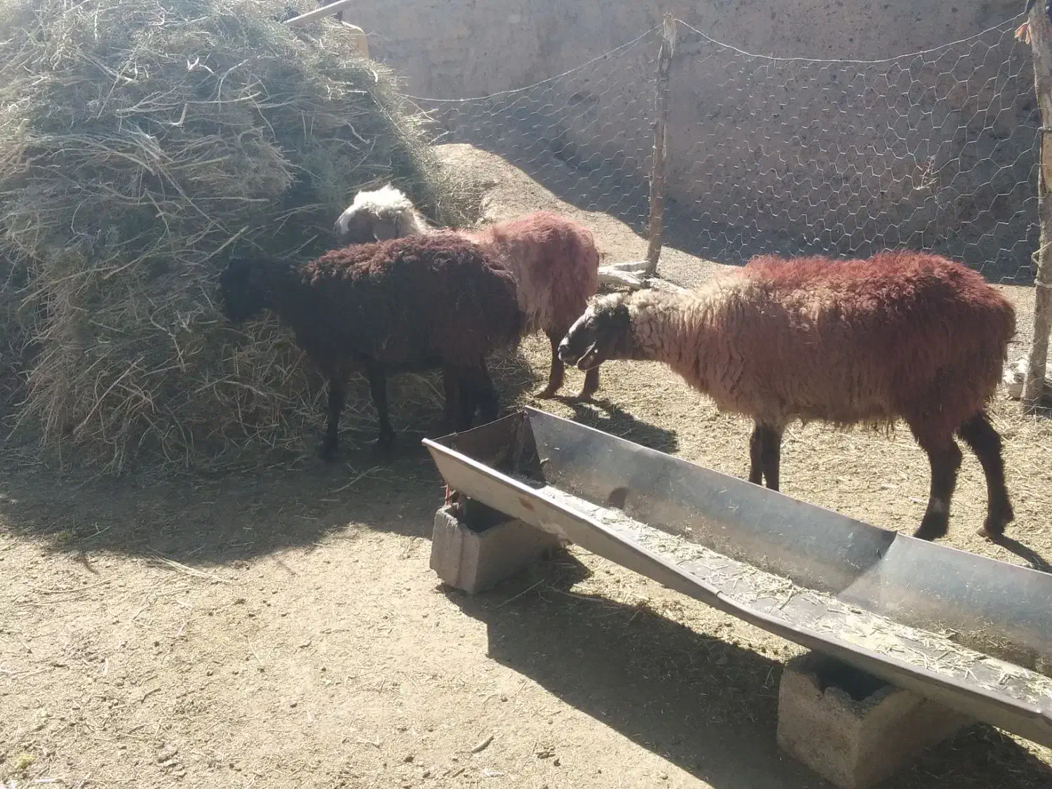 3عدد میش تخمی|حیوانات مزرعه|تربت جام, جامرود|دیوار