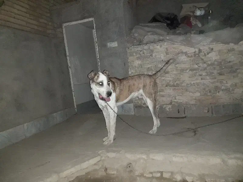 نگهبان باغ و گله، کارگاه و...|سگ|مشهد, میان ولایت|دیوار