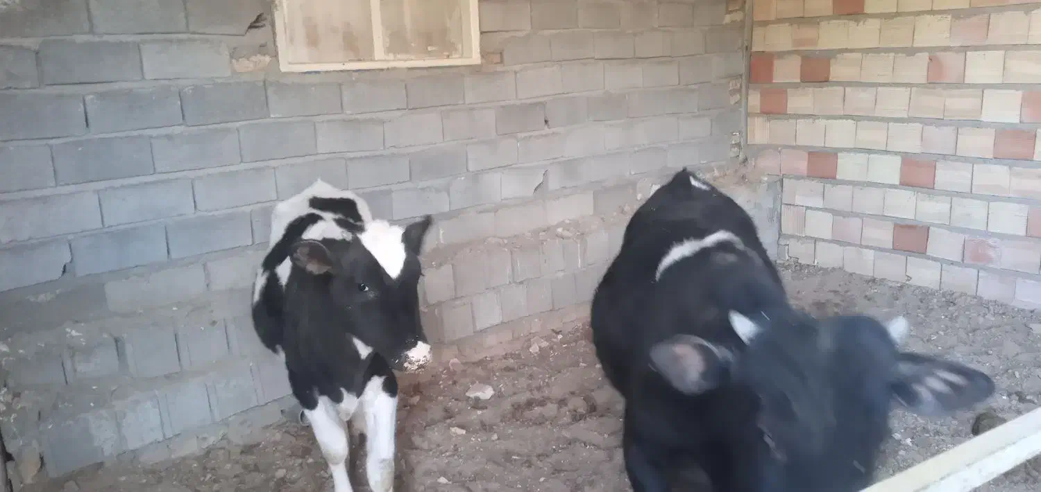 گوساله نر|حیوانات مزرعه|محمدیه-قزوین, |دیوار