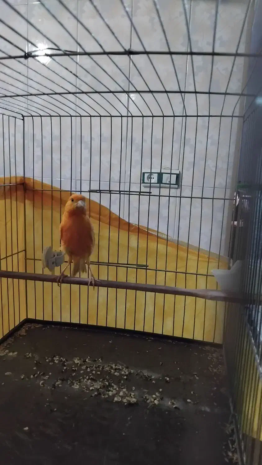 قناری پرتقالی|پرنده|محمدیه-قزوین, |دیوار