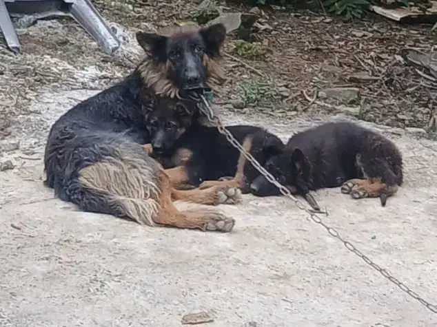 سگ ژرمن شولاین ماده|سگ|لاهیجان, لیل|دیوار