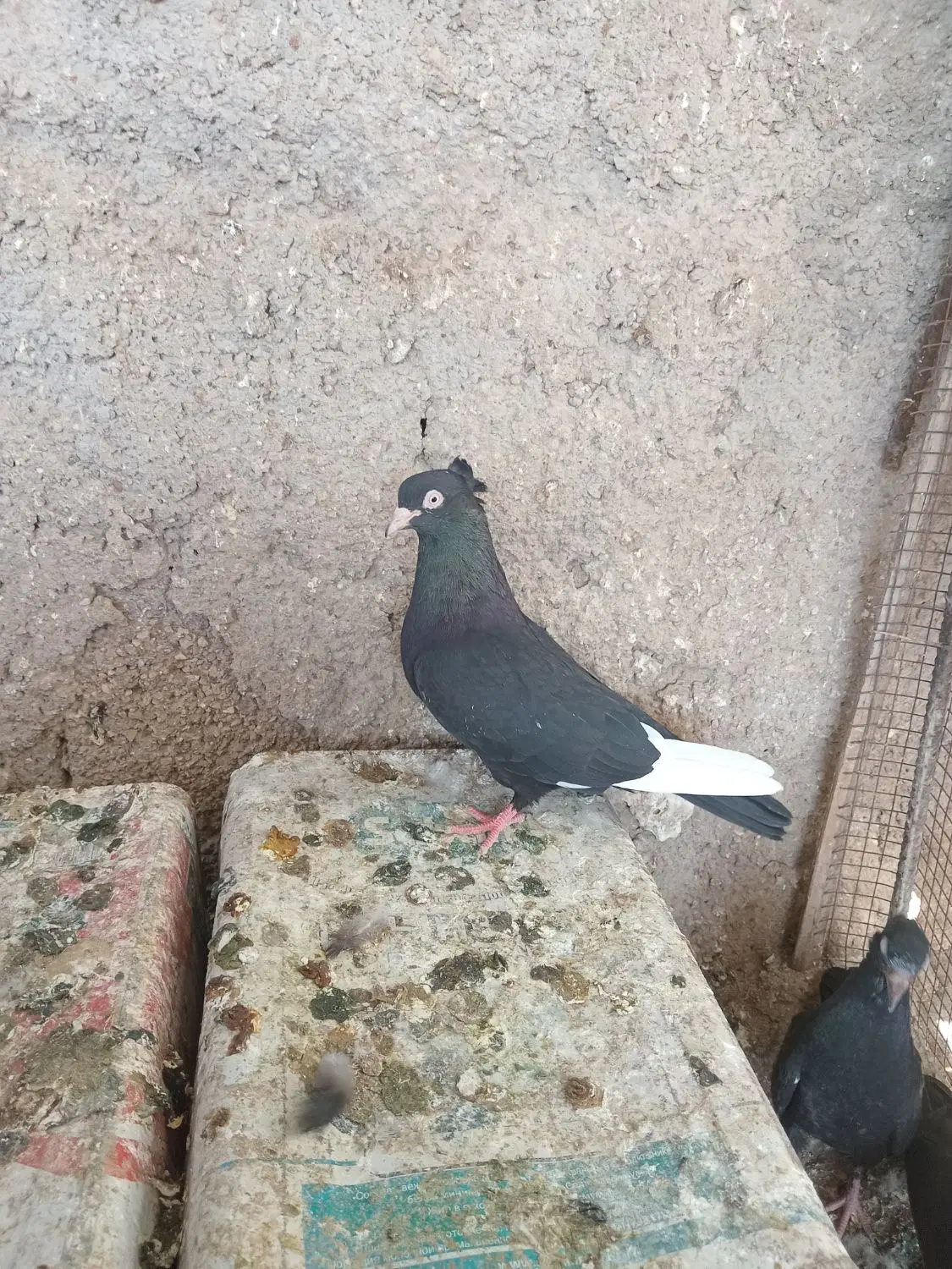 سینه|پرنده|سروستان, |دیوار