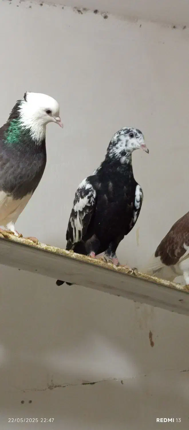 کبوتر|پرنده|شیراز, کوزه گری|دیوار