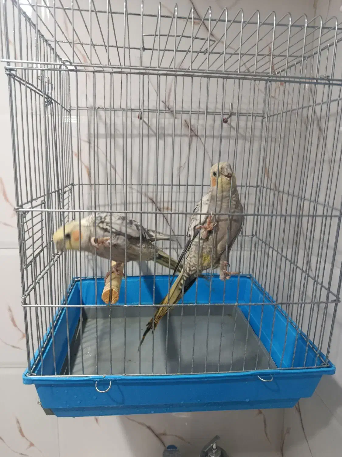 عروس هلندی|پرنده|ایوان, |دیوار