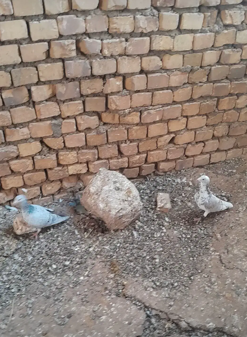 جفت نروماده|پرنده|اسفراین, |دیوار