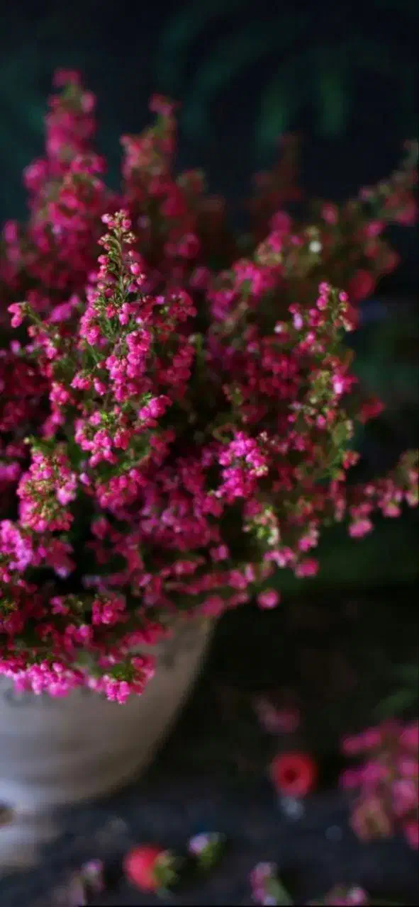 آپارتمان اجاره ای میخوام|فعالیت داوطلبانه|رشت, شهرک پردیسان|دیوار