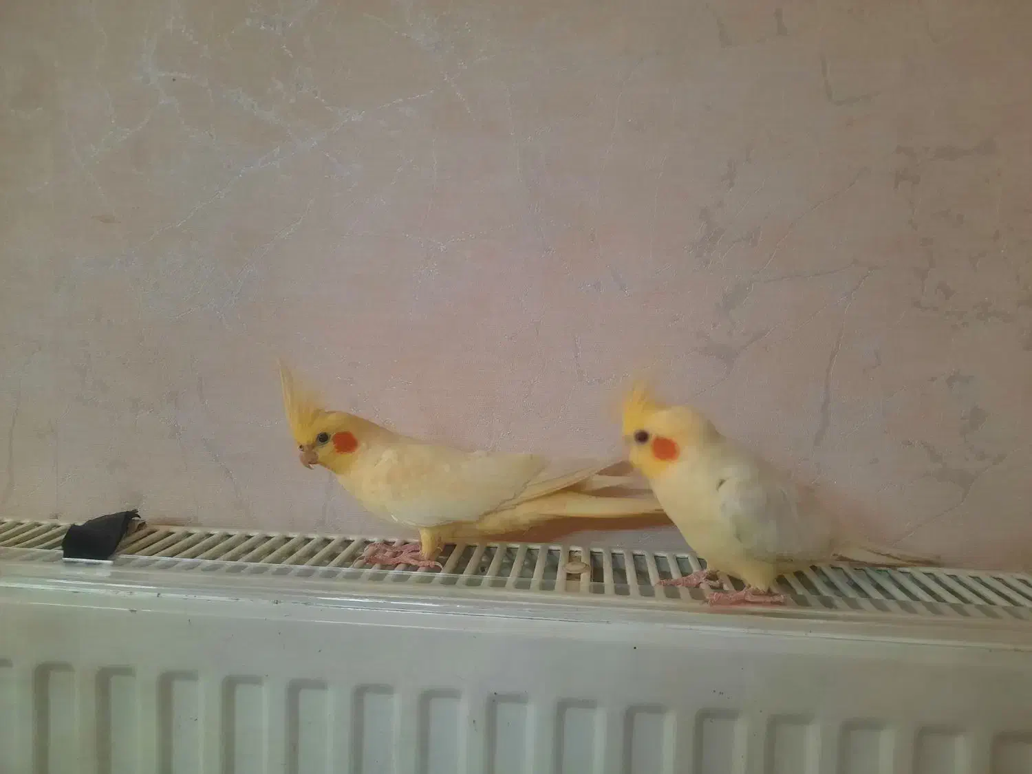 عروس هلندی لوتینو|پرنده|قم, بنیاد|دیوار