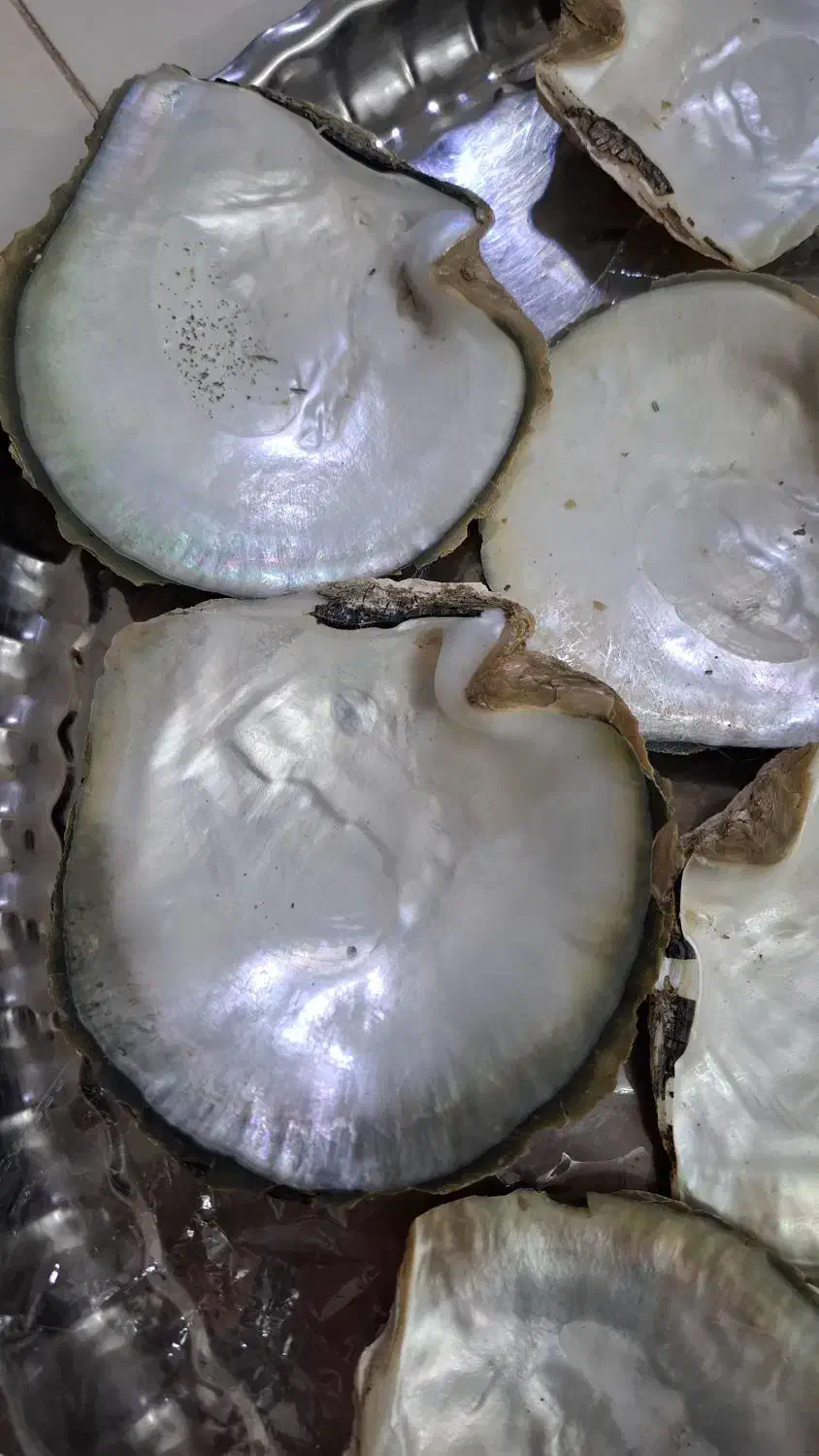 صدف براق|ماهی|اسفراین, |دیوار