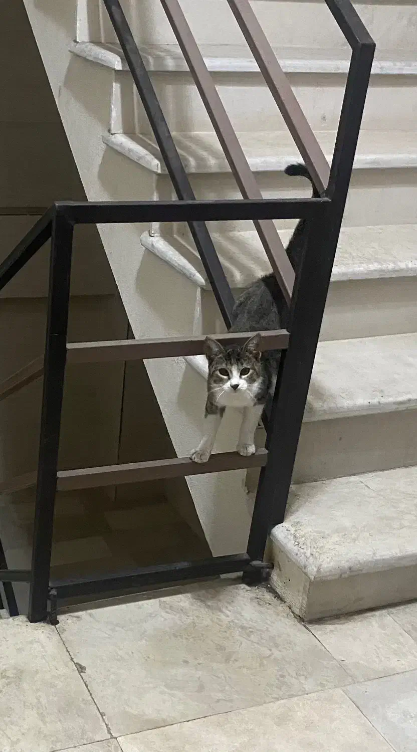 واگذاری رایگان گربه ماده|گربه|رشت, آزادگان|دیوار