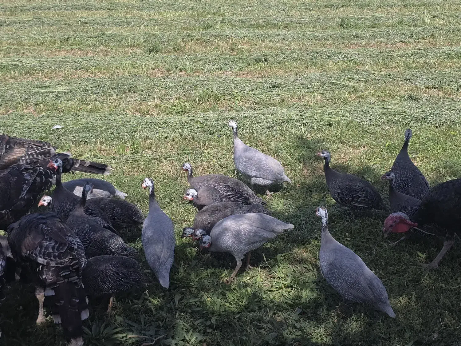 مرغ شاخدار|حیوانات مزرعه|زرقان, |دیوار