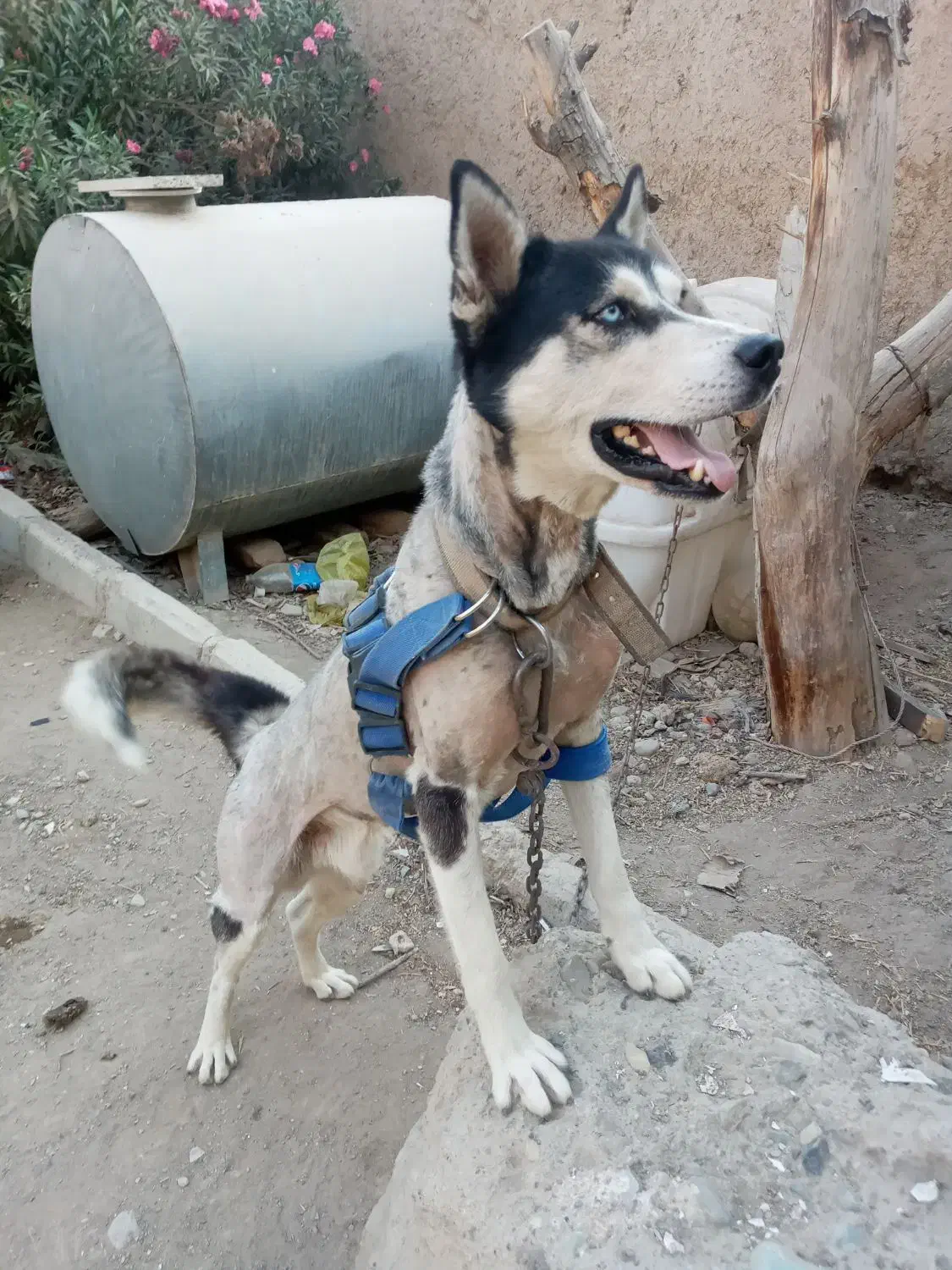 هاسکی نر|سگ|چهاردانگه (تهران), |دیوار