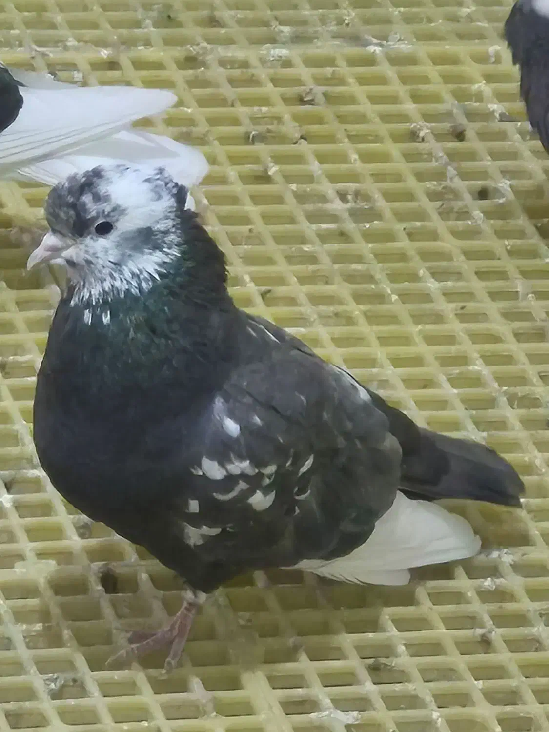 کبوتر کشتنی(قابل معاوضه)|پرنده|بهبهان, |دیوار