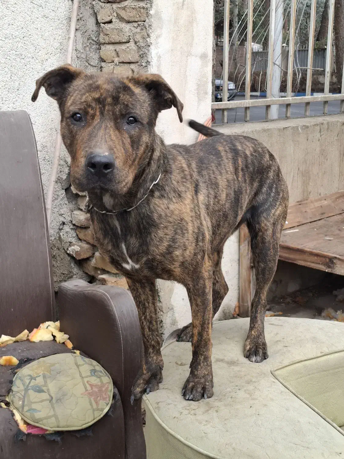 سگ پیت بول|سگ|مشکین‌دشت, |دیوار