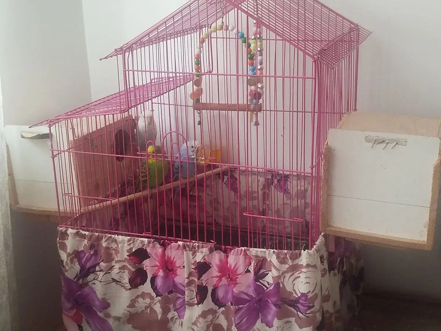 سه تا مرغ عشق تخم گذار|پرنده|ساری, |دیوار