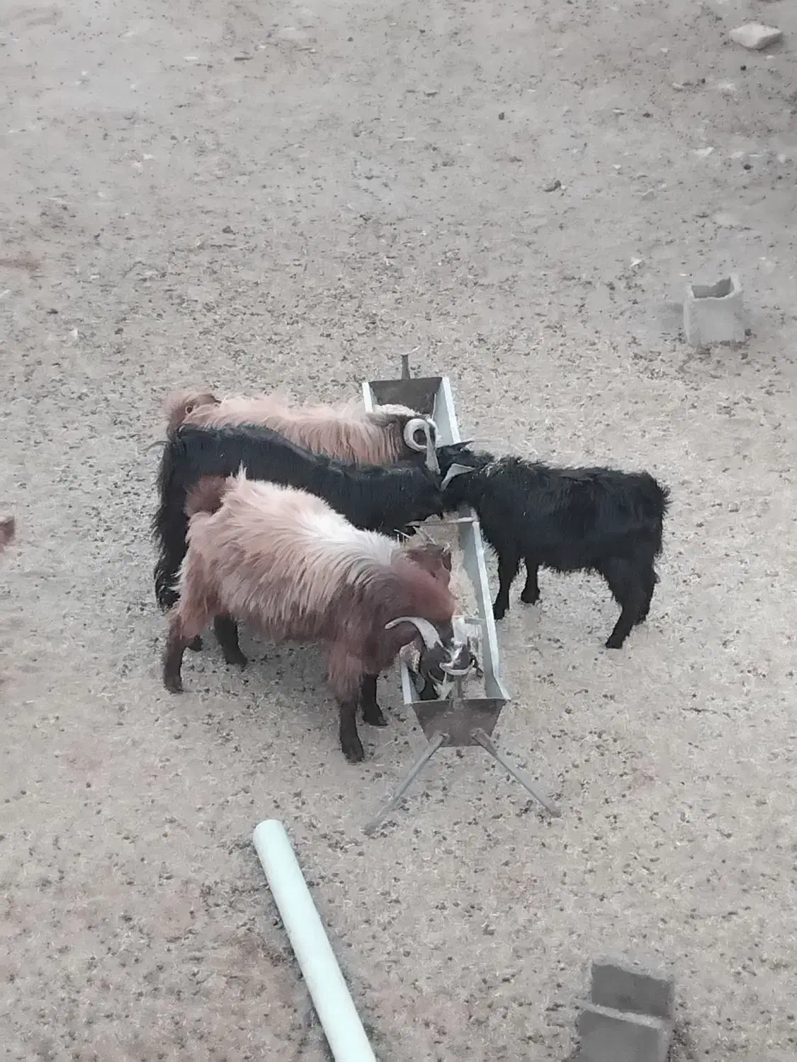 نربزغالهپرواریپروارشدهبابهترینعلوفه|حیوانات مزرعه|بسطام, |دیوار