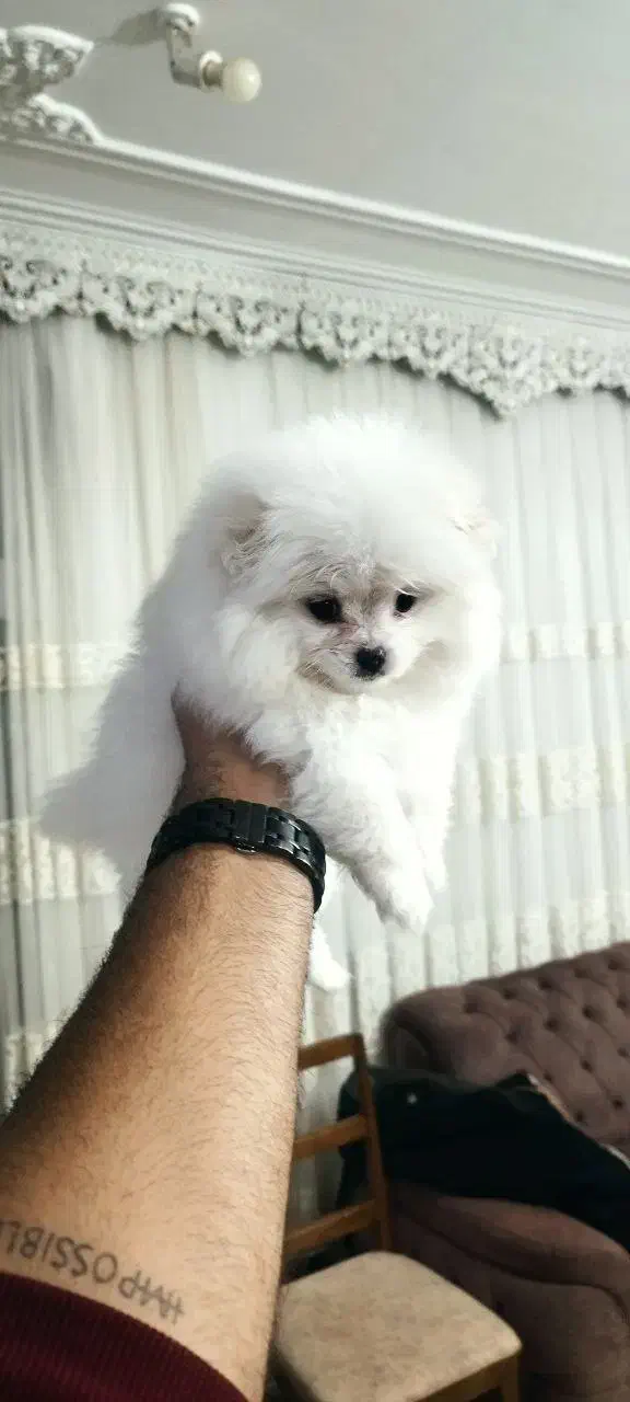 سگ پامر|سگ|خرمدره, |دیوار