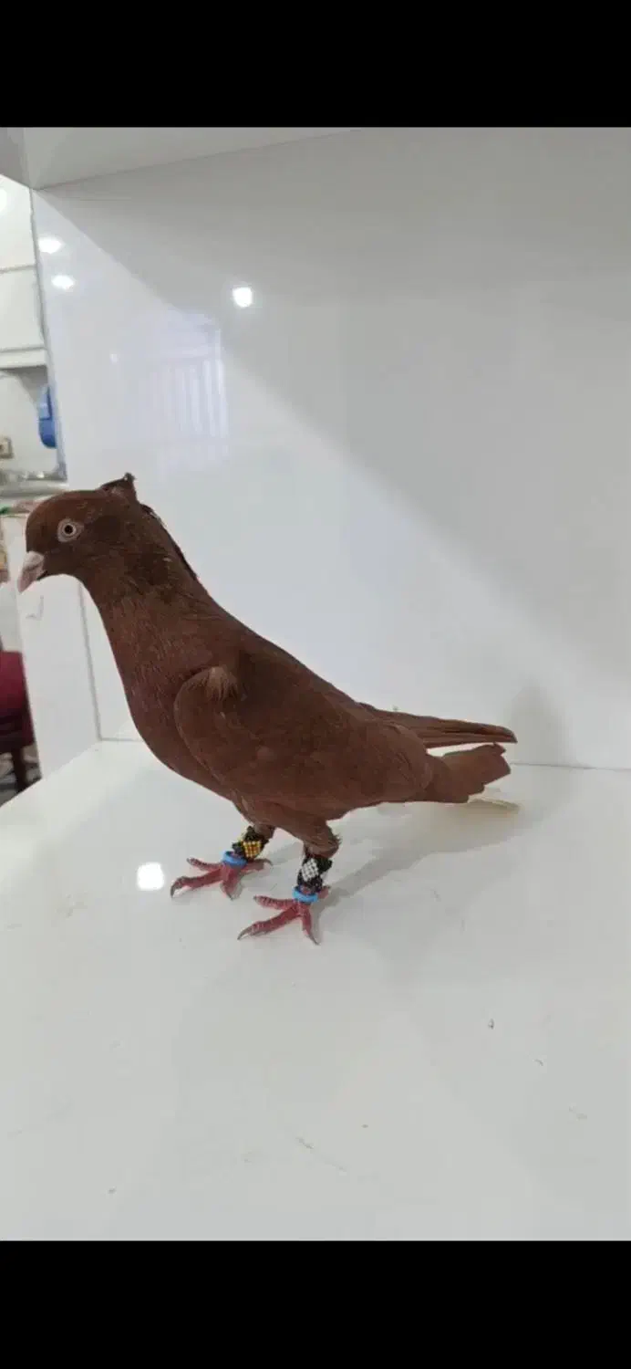 نر سرخ دم سفید|پرنده|اهواز, گلستان|دیوار