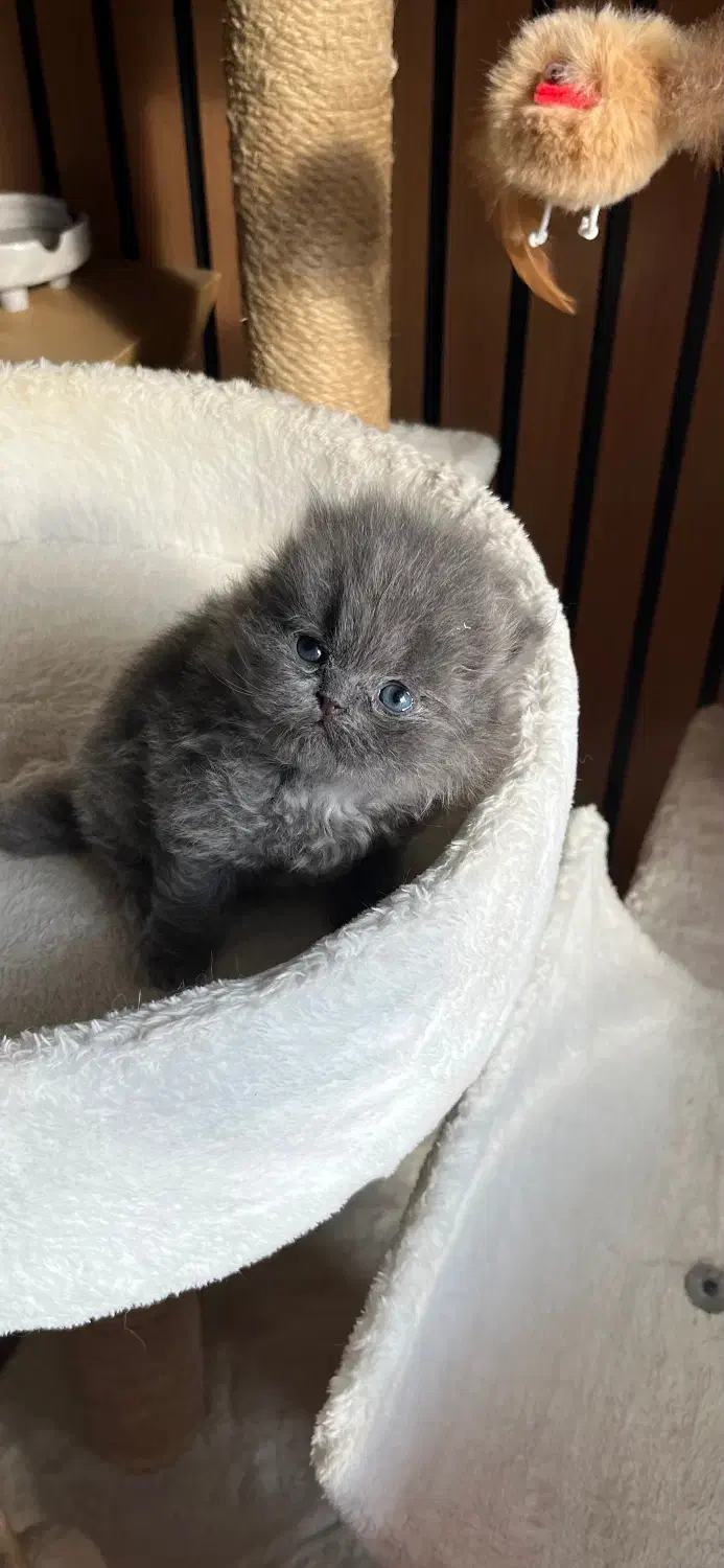 بچه گربه های بلو اصیل|گربه|تنکابن, |دیوار