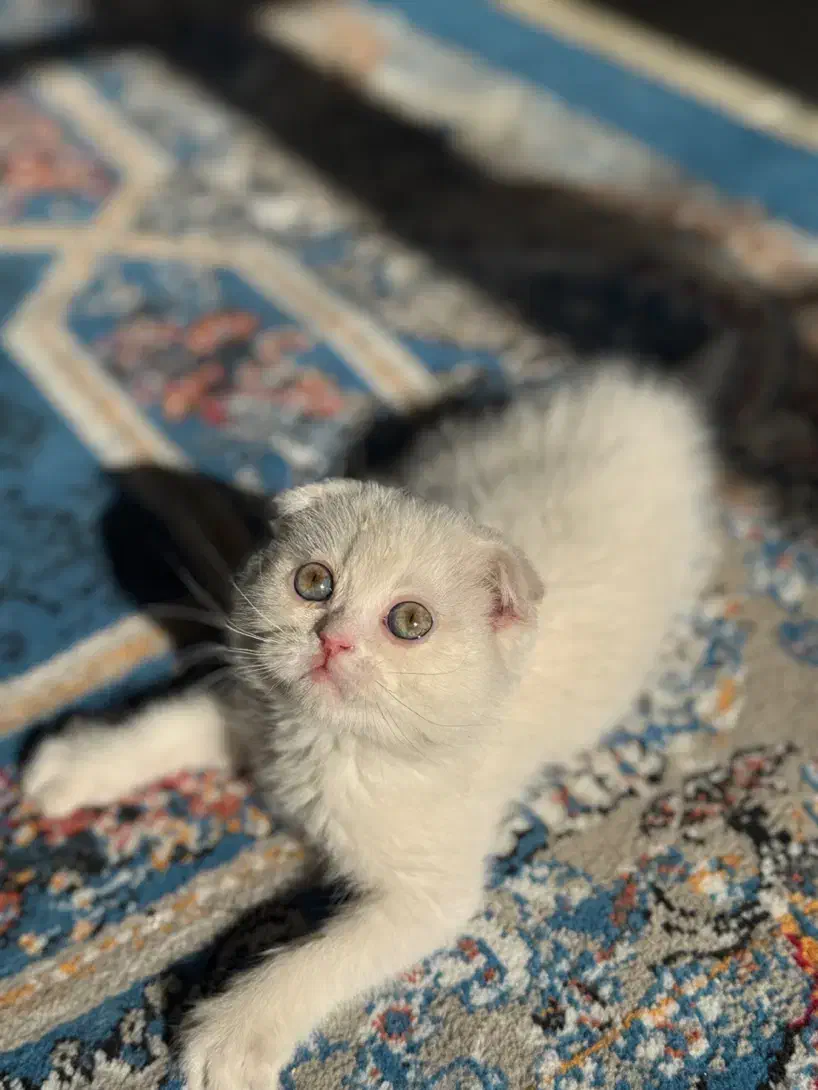 گربه اسکاتیش|گربه|شیراز, حافظیه|دیوار