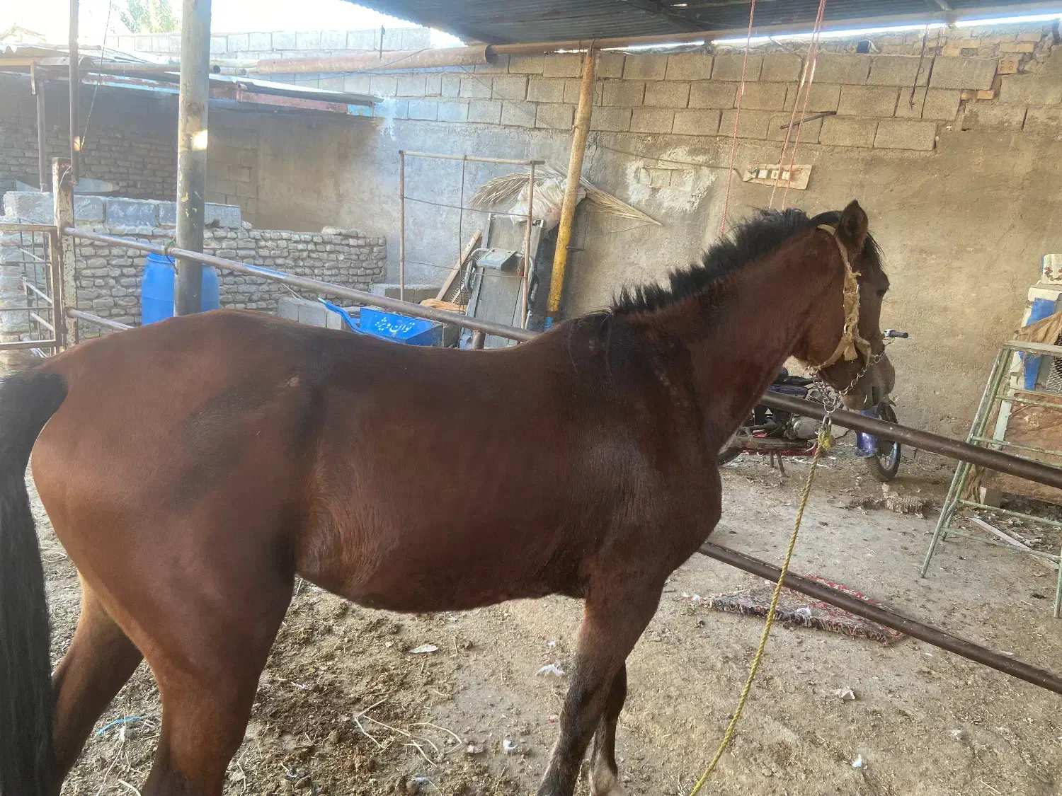 اسب مادیون|اسب و تجهیزات اسبسواری|اهواز, سید خلف|دیوار