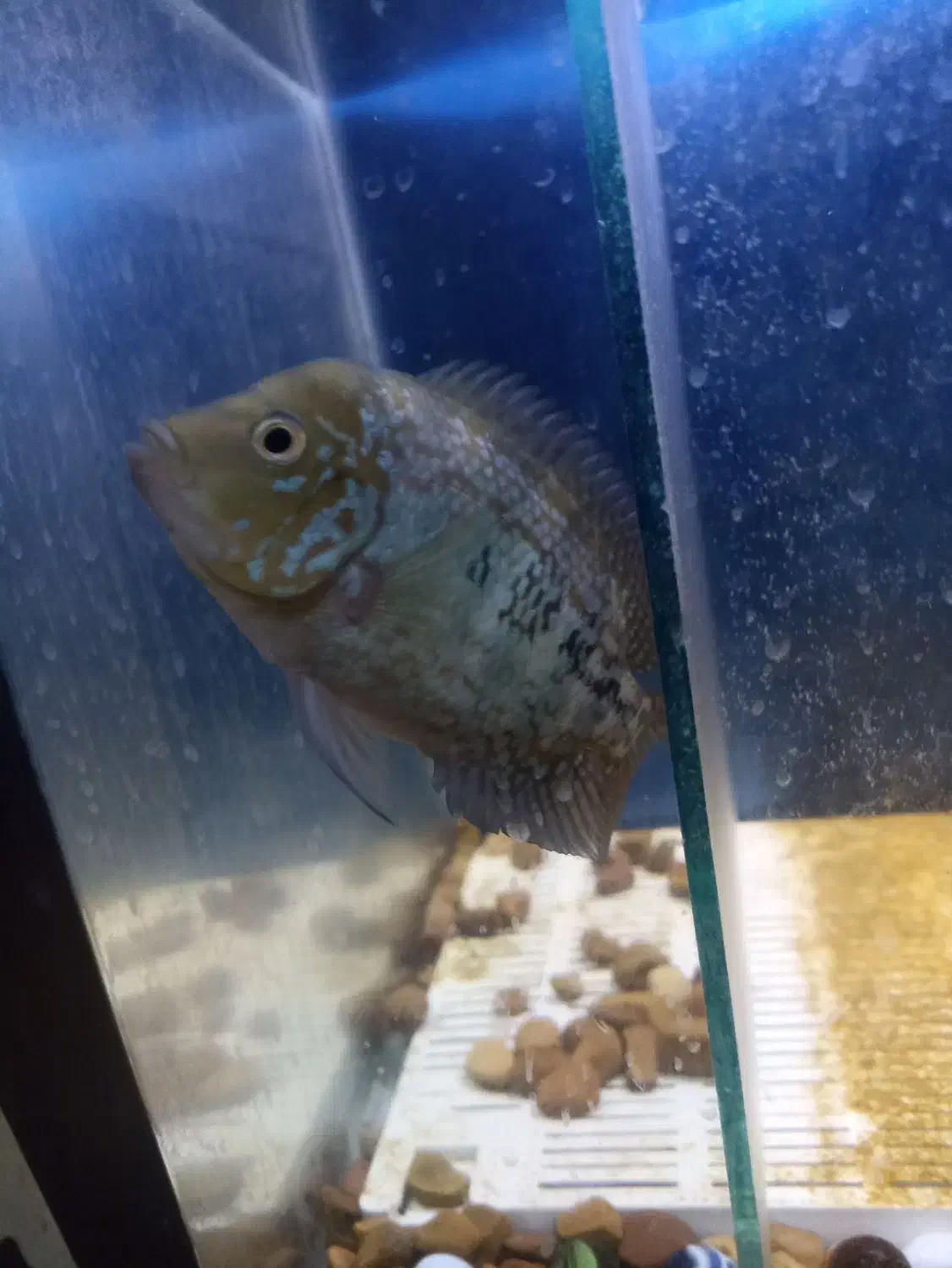 فلاور|ماهی|اهواز, کمپلو جنوبی|دیوار