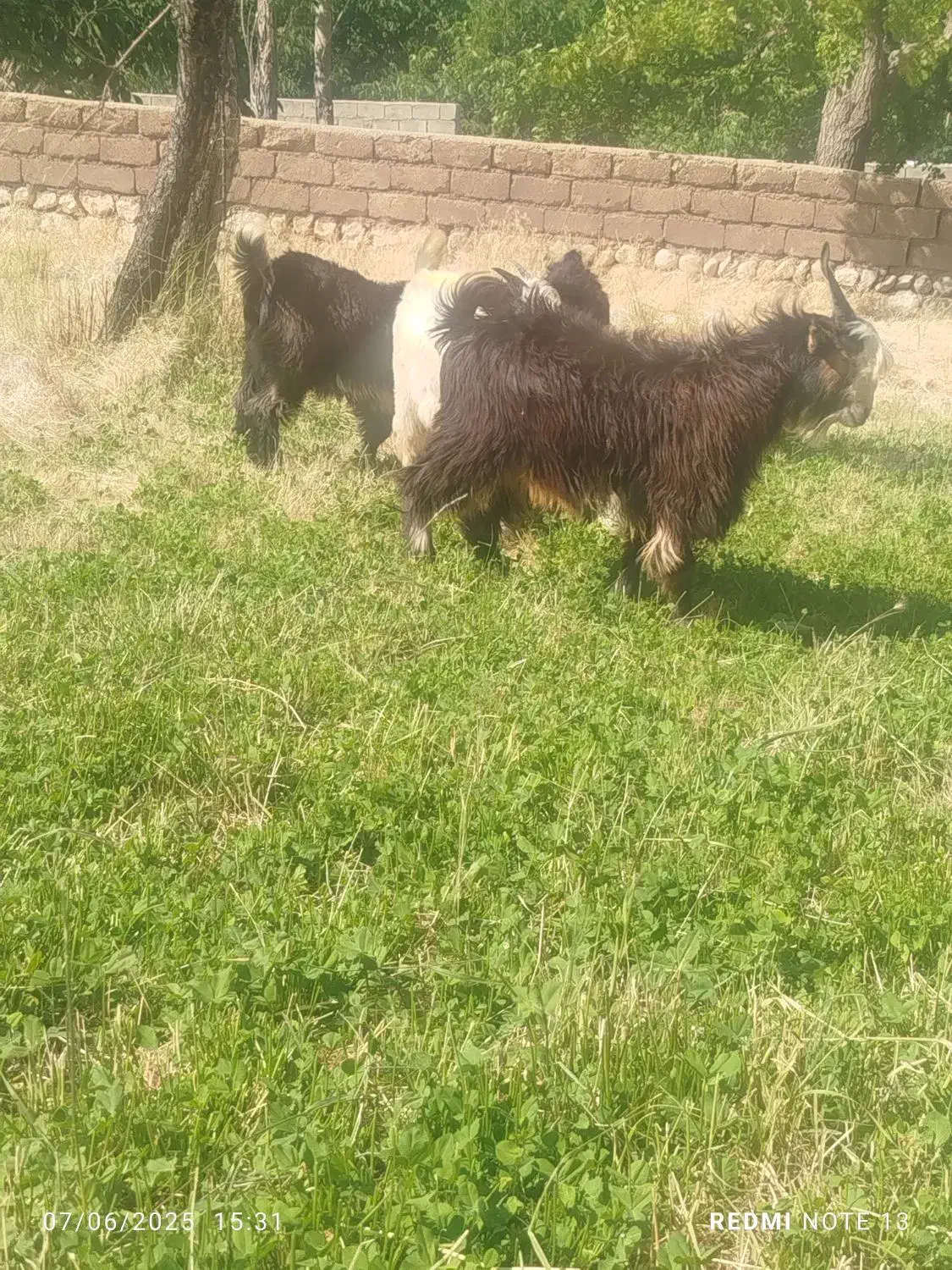 بزغاله|حیوانات مزرعه|صمصامی, |دیوار