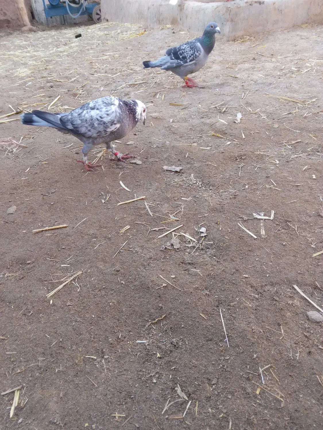 کبوتر|پرنده|تربت‌حیدریه, باغ سلطانی|دیوار