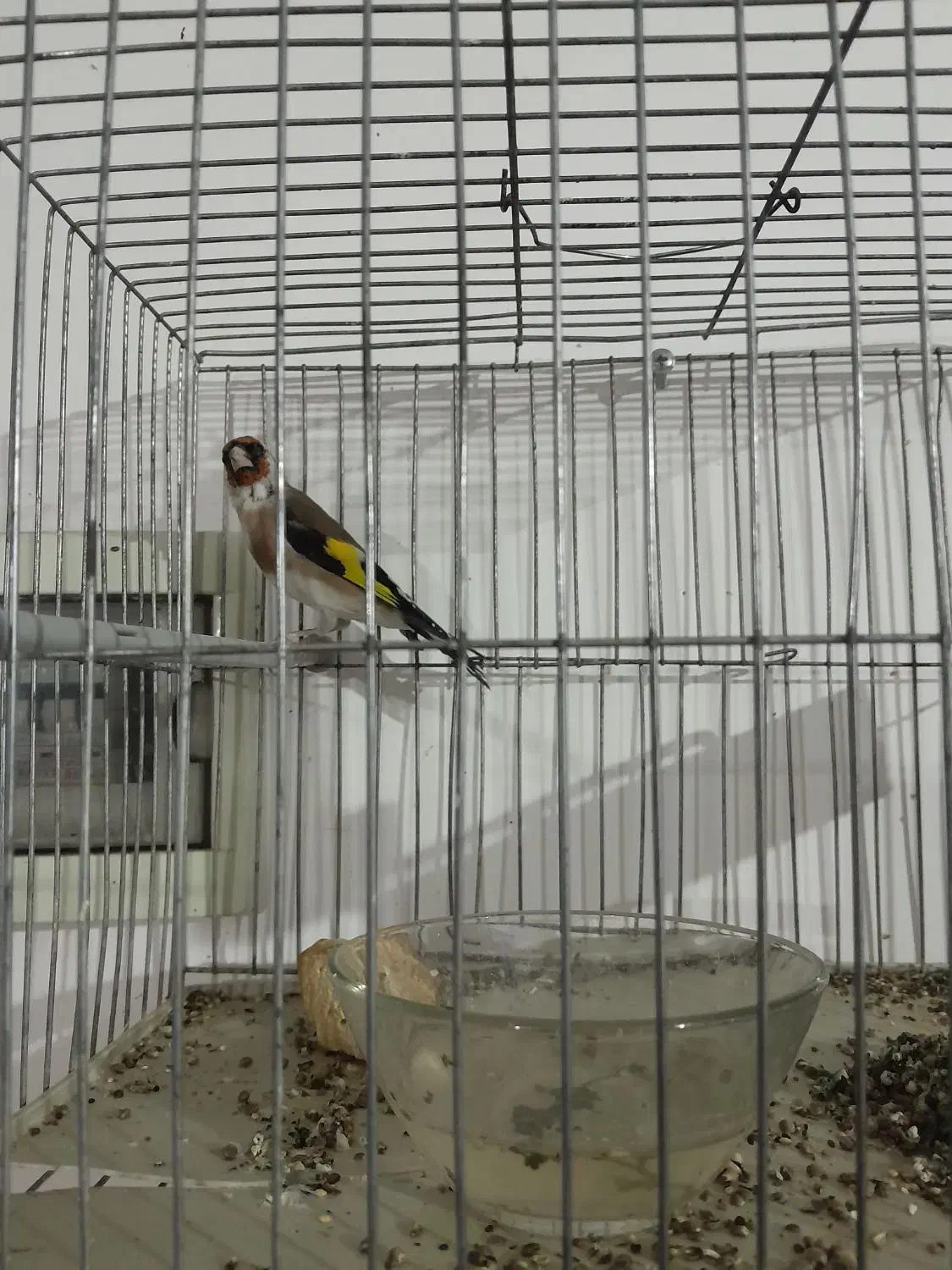 سهره|پرنده|شیراز, برمشور علیا|دیوار