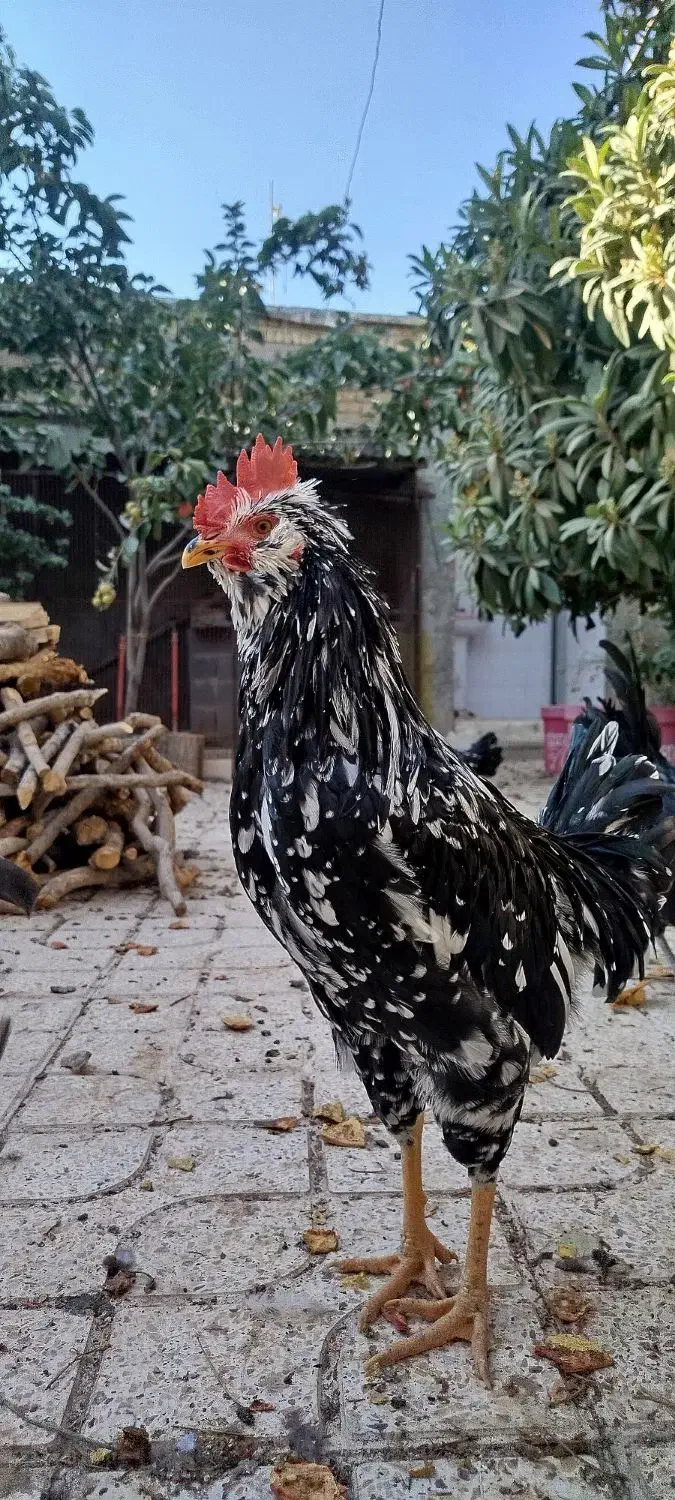 خروس گلین فول کیفیت|حیوانات مزرعه|سیدان, |دیوار