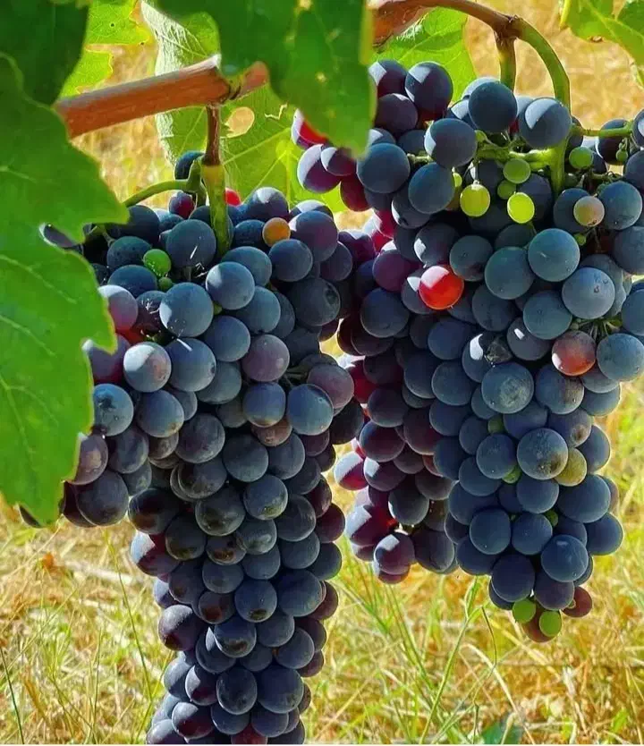 فروش نهال انگور ۲ساله|گل و گیاه طبیعی|سردشت, |دیوار