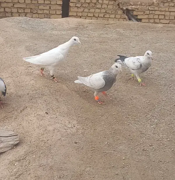 کفتر|پرنده|اسفراین, |دیوار