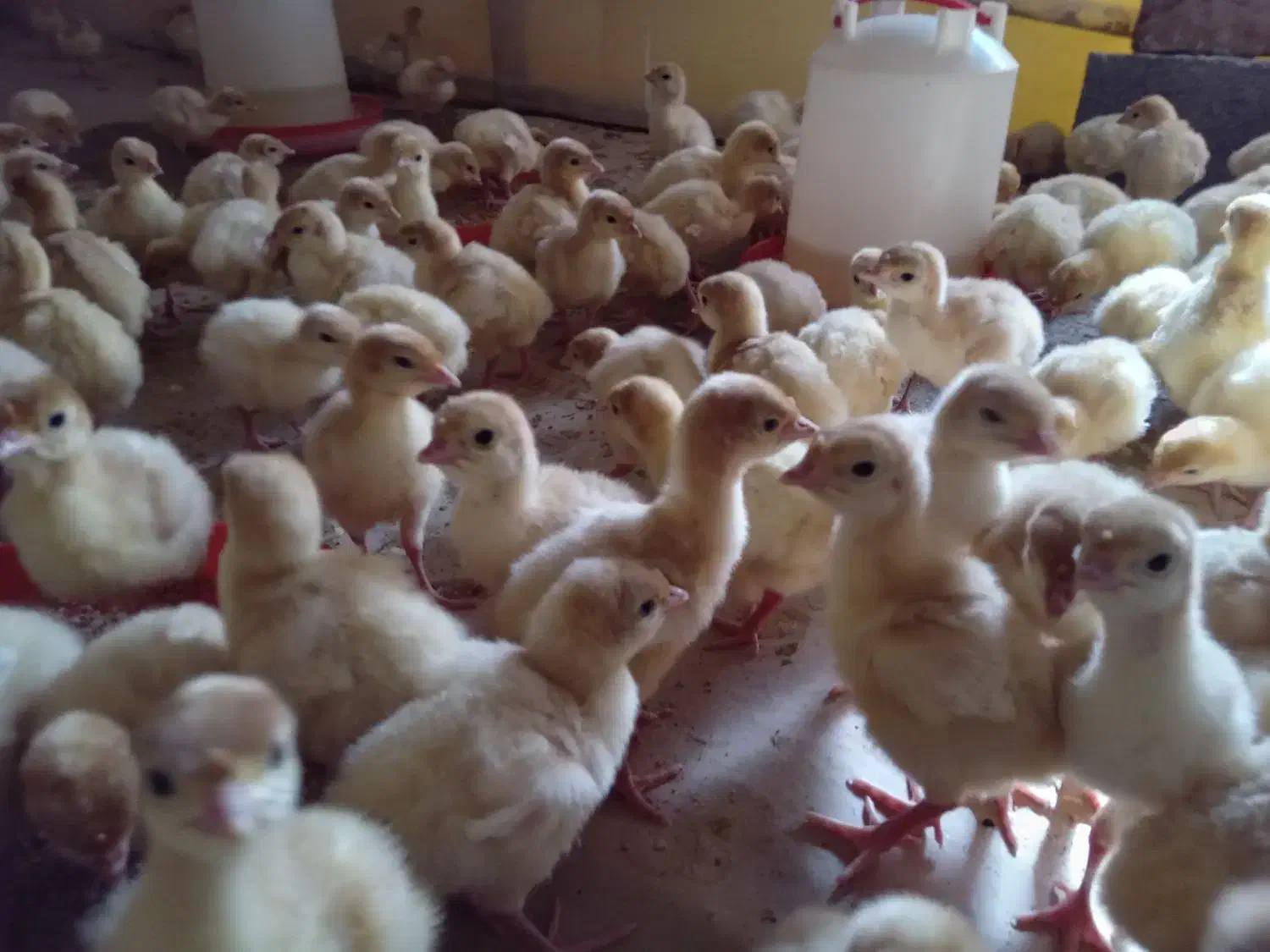 جوجه بیوتی(فوق سنگین)|حیوانات مزرعه|قزوین, |دیوار