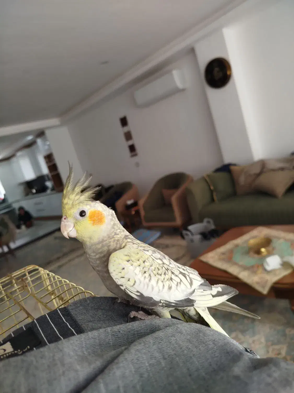 عروس هلندی گلباقالی|پرنده|شهر بابک, |دیوار