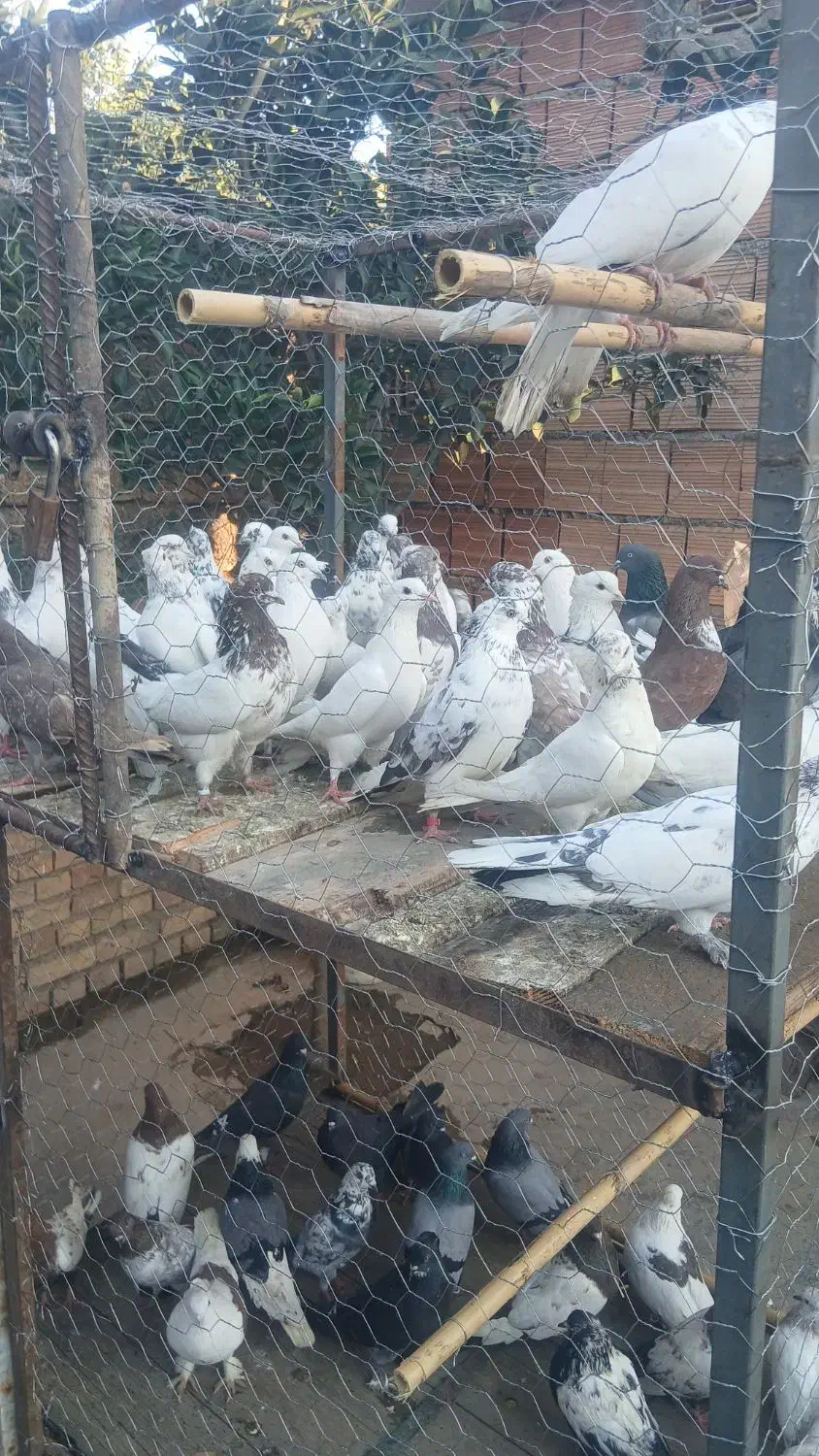 کبوتر تکپر ساعتی|حیوانات مزرعه|تاتار علیا, |دیوار