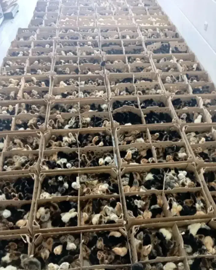 جوجه رایگان شد|حیوانات مزرعه|قم, تولید دارو و یخچال|دیوار