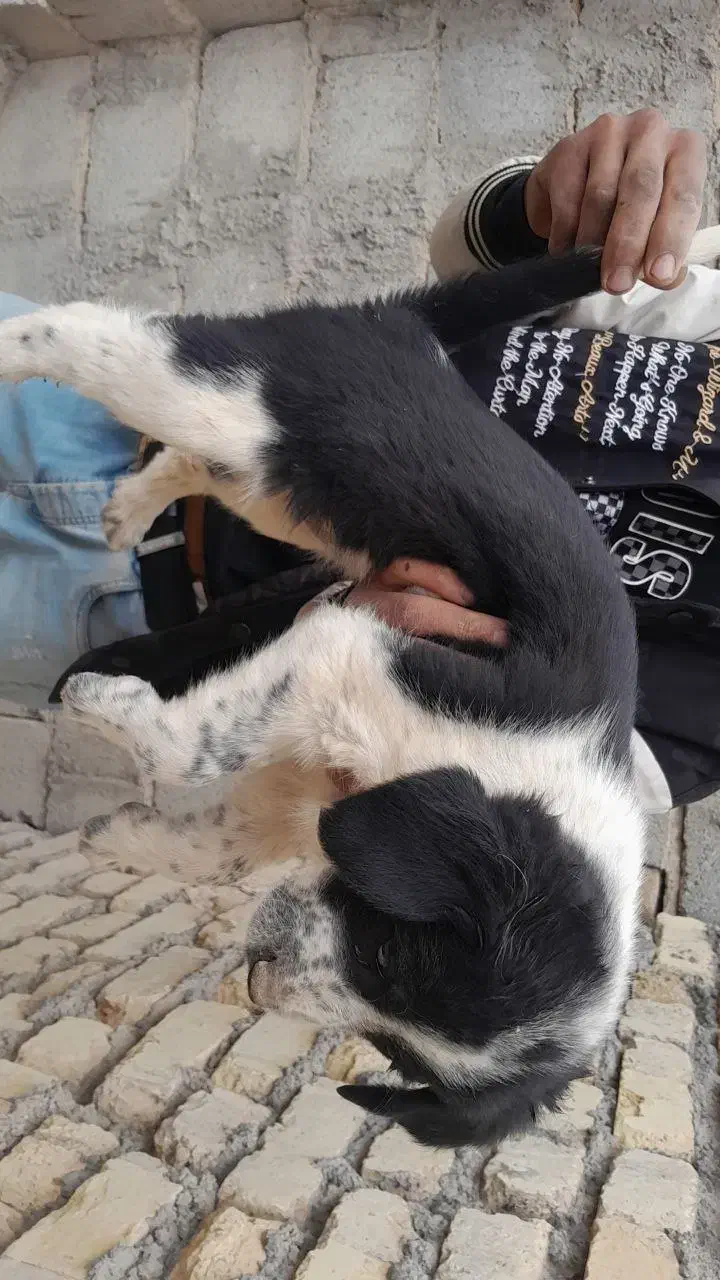 واگذاری سگ قهدریجان|سگ|لنجان, |دیوار