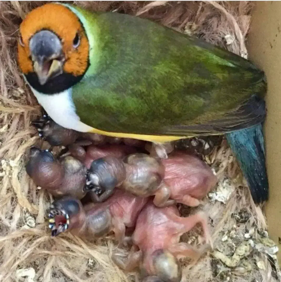 فنج گلدین|پرنده|خاش, |دیوار